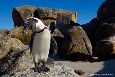 African Penguin Boulders Beach