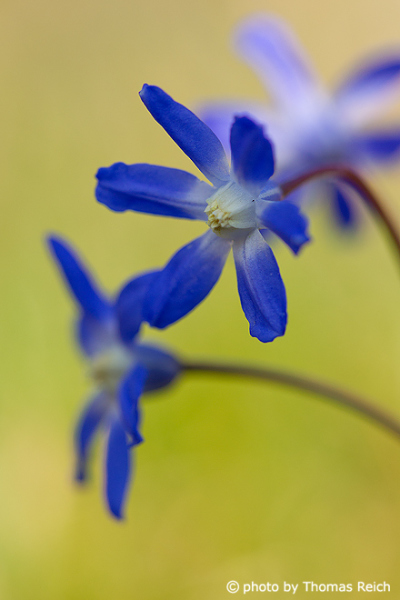 Scilla flowers in spring time