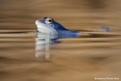 Moor Frog swimms