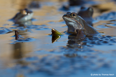 Moor frog surrounded by spawn