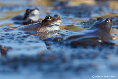 Moor Frogs breeding waters
