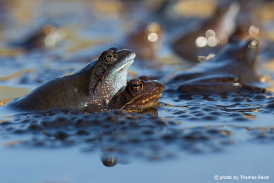 Moor Frogs breeding period