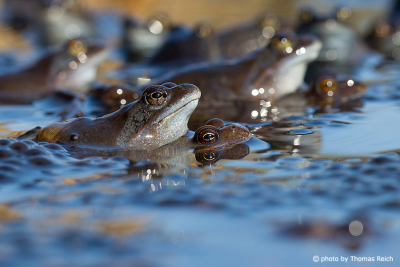 Moor Frog eggs in waters