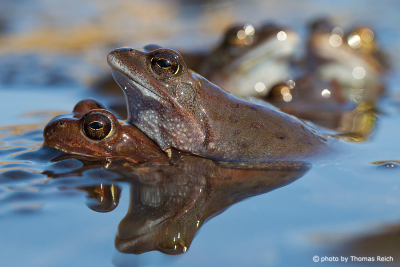 Moor Frogs mating