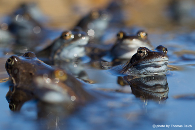 Group of Moor Frogs in spring