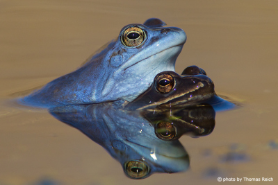 Moor Frogs mating in pond