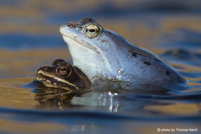 Moor Frog mating