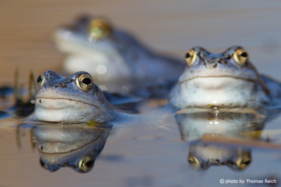 Moor Frogs in pond