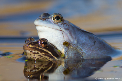 Moor Frog mating season in march