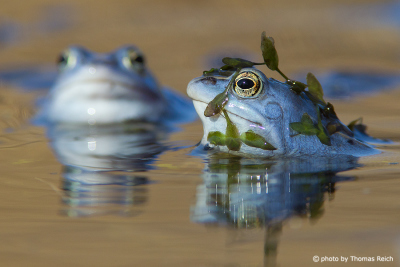 Blue Moor Frogs