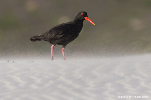 African Black Oystercatcher at the beach