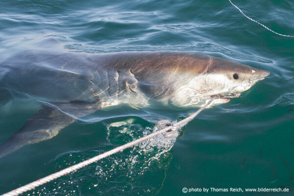 Weißer Hai, False Bay, Südafrika