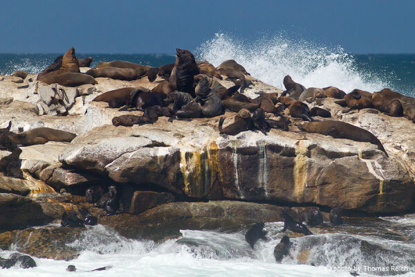 Brown fur seal colony at False Bay in South Africa