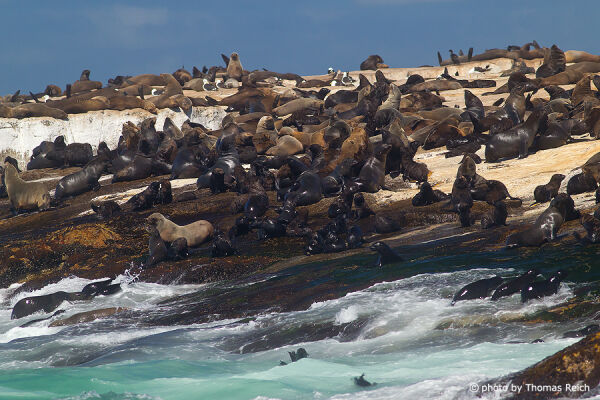 Furs at Seal Island, False Bay, South Africa
