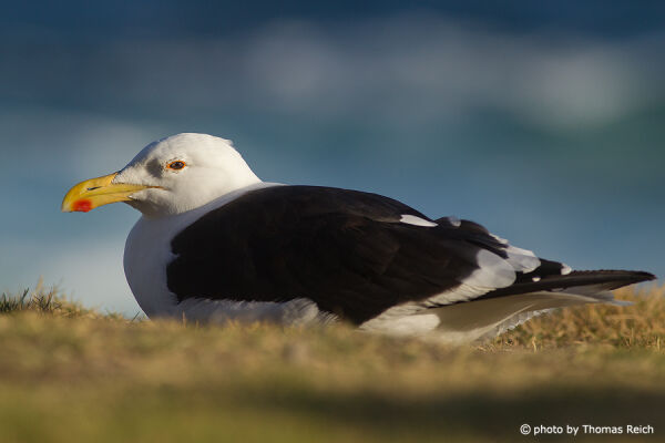 Kelp gull bird bill