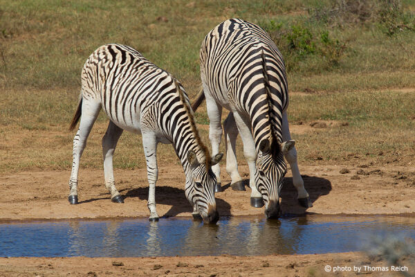 Plains Zebras at water hole