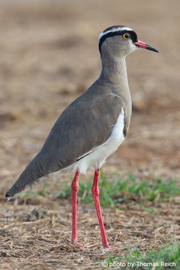 Crowned Lapwing South Africa