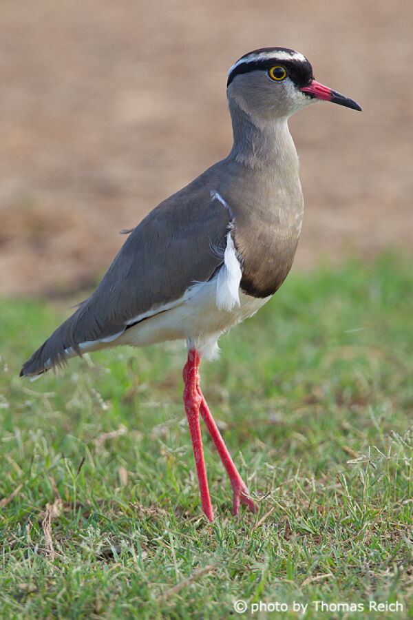 Crowned Lapwing in Africa