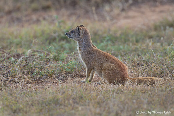 Yellow Mongoose images appearance