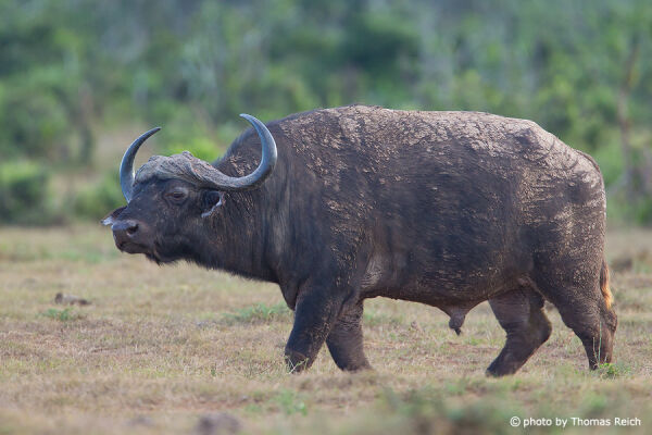 African Buffalo near water hole