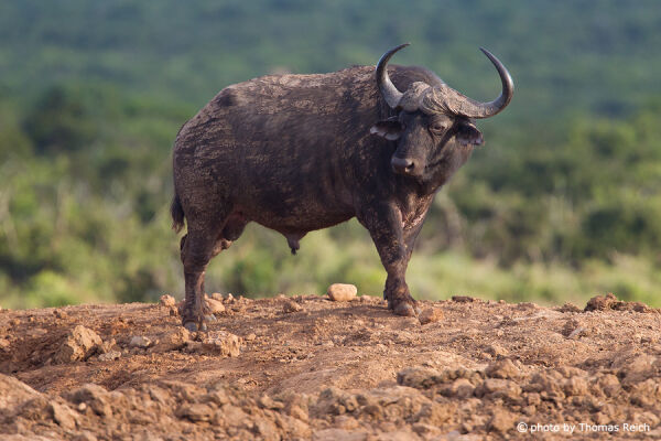 African Buffalo horns