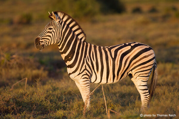 Plains Zebra at sunset