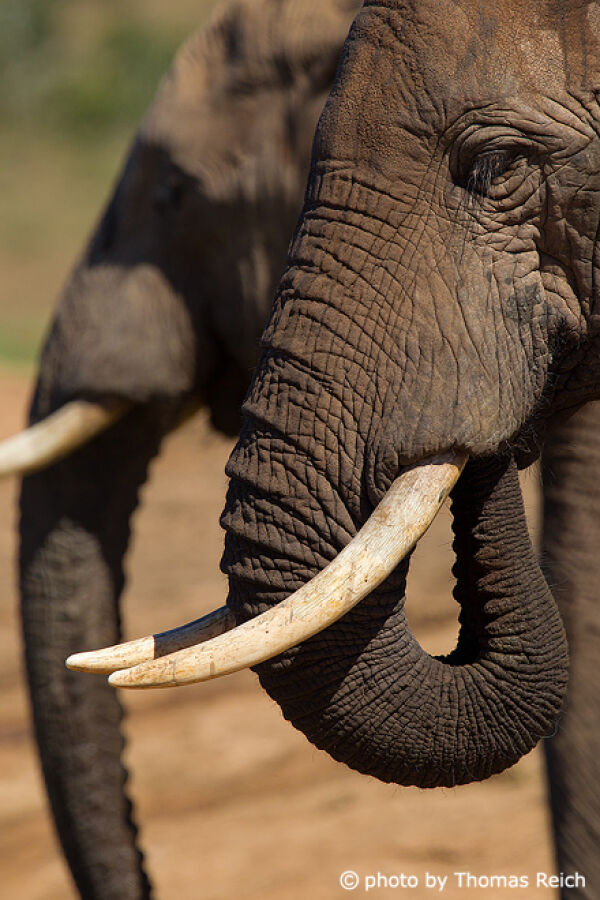 Mit Rüssel trinkender afrikanischer Elefant