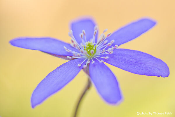 Anemone hepatica spring time