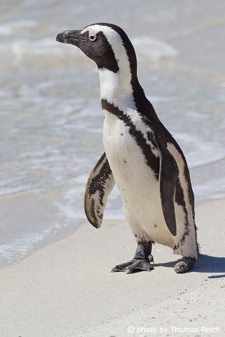 African Penguin Behavior