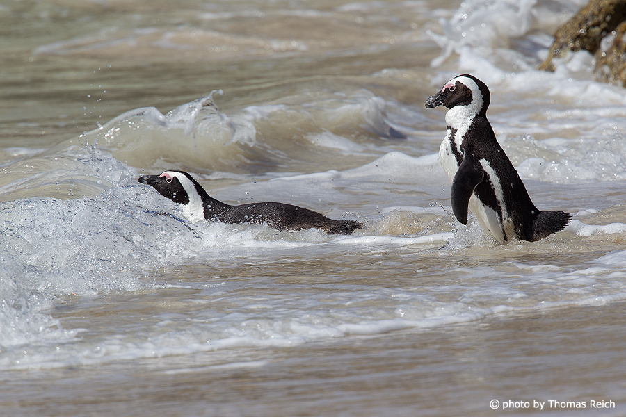 African Penguins in the water