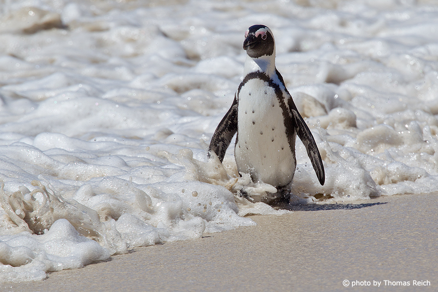 African Penguin in the surf