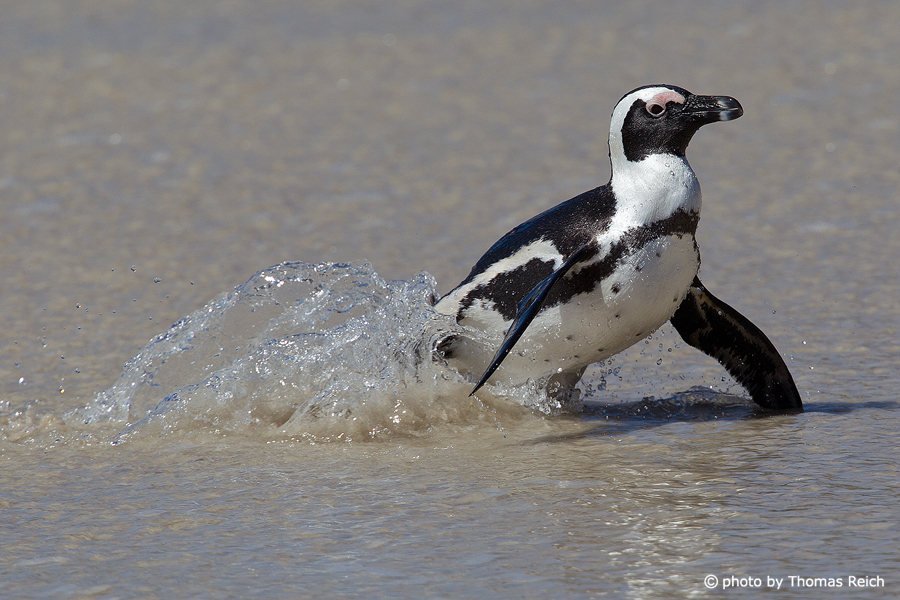 African Penguin at the beach