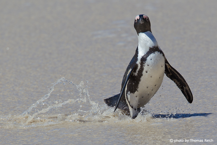African Penguin waddling at the beach