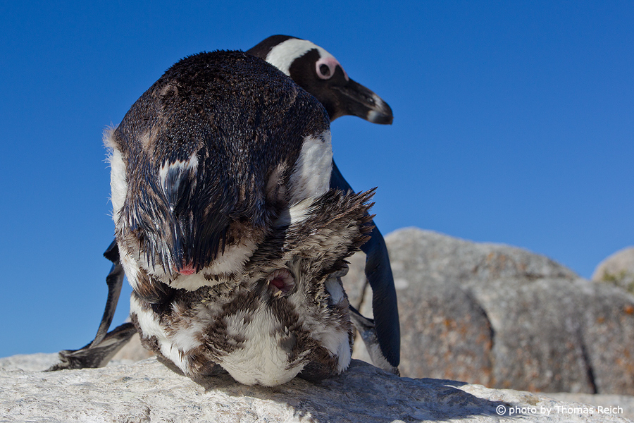 African Penguin mating