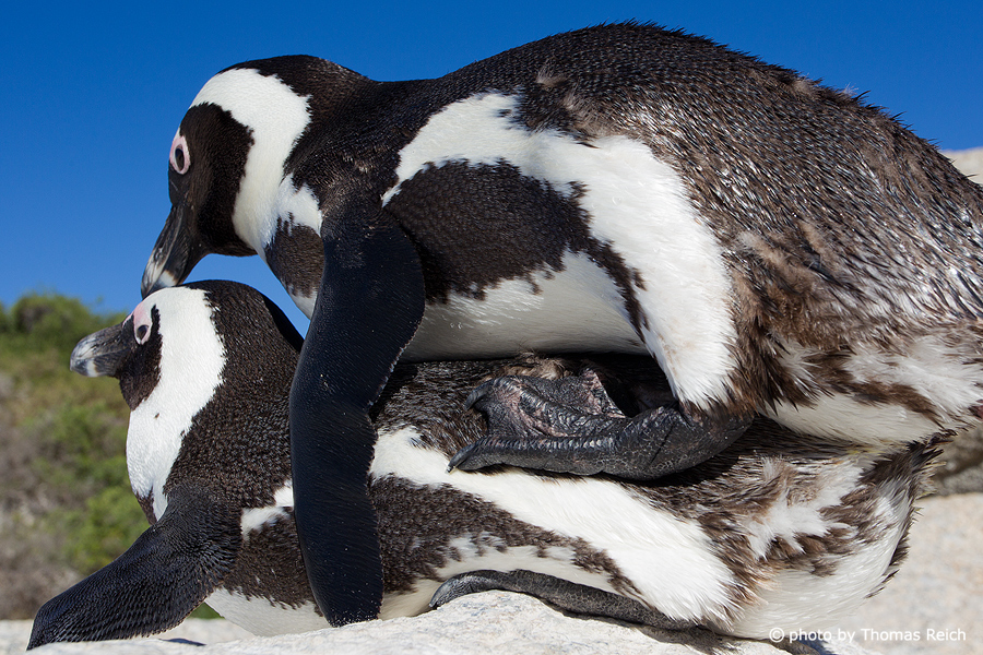 African Penguin Reproduction