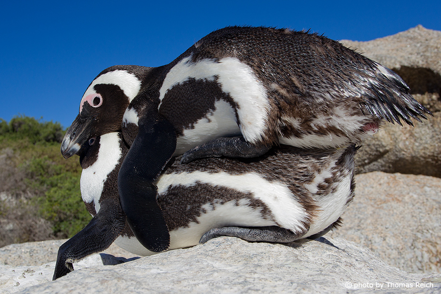 Reproduction African Penguin