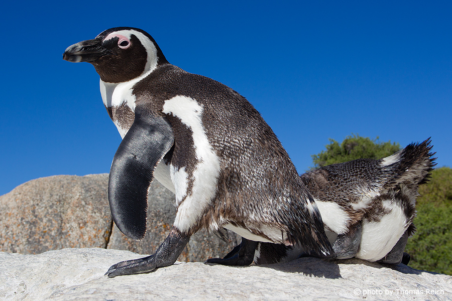 African Penguin climbing on rocks