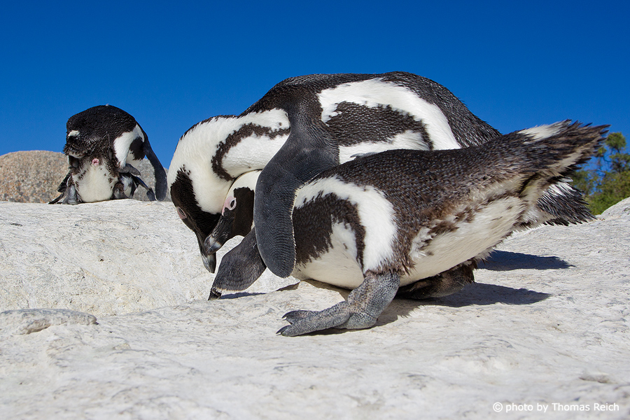 African Penguin Copulation