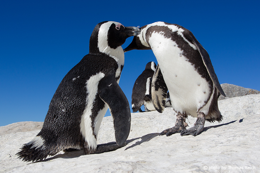 African Penguin courtship