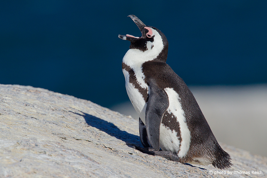 African Penguin call