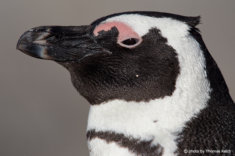 African Penguin close up