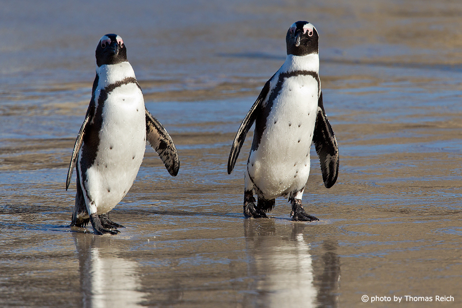 African Penguin male and female