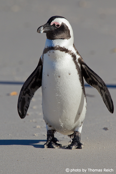 African Penguin is black and white