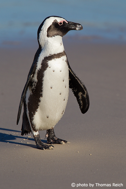 African Penguin can´t fly