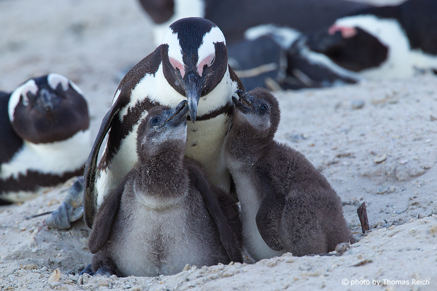 African Penguin with chicks
