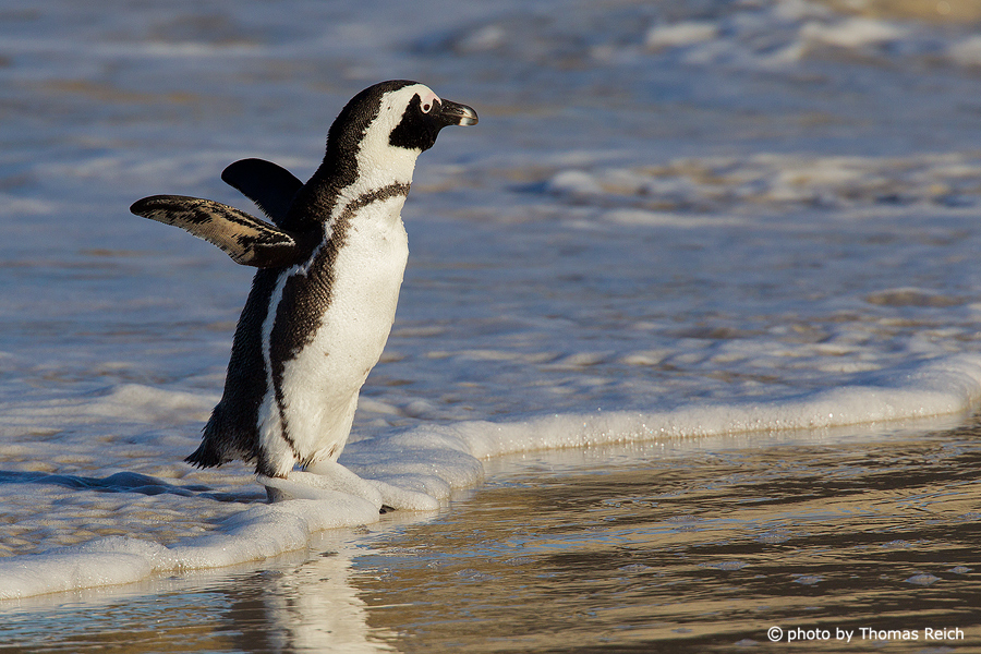 African Penguin at the beach