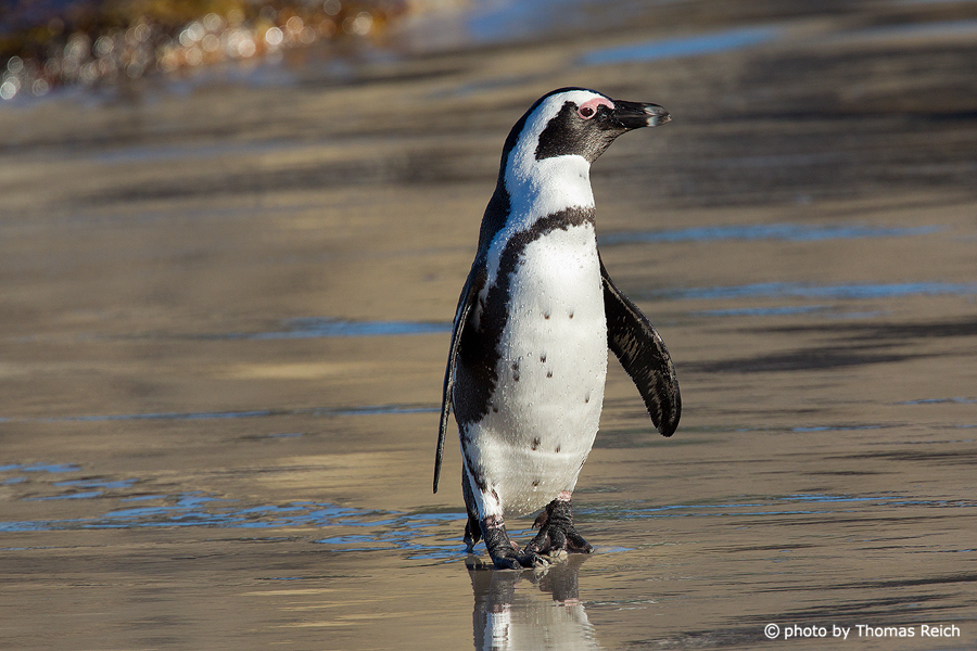 African Penguin walking at the beach
