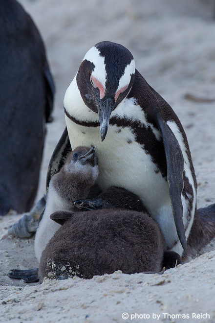 African Penguin with juveniles at the nest