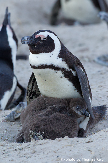 African Penguin with baby