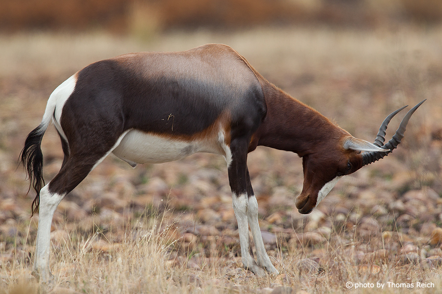 Bontebok is an african antelope